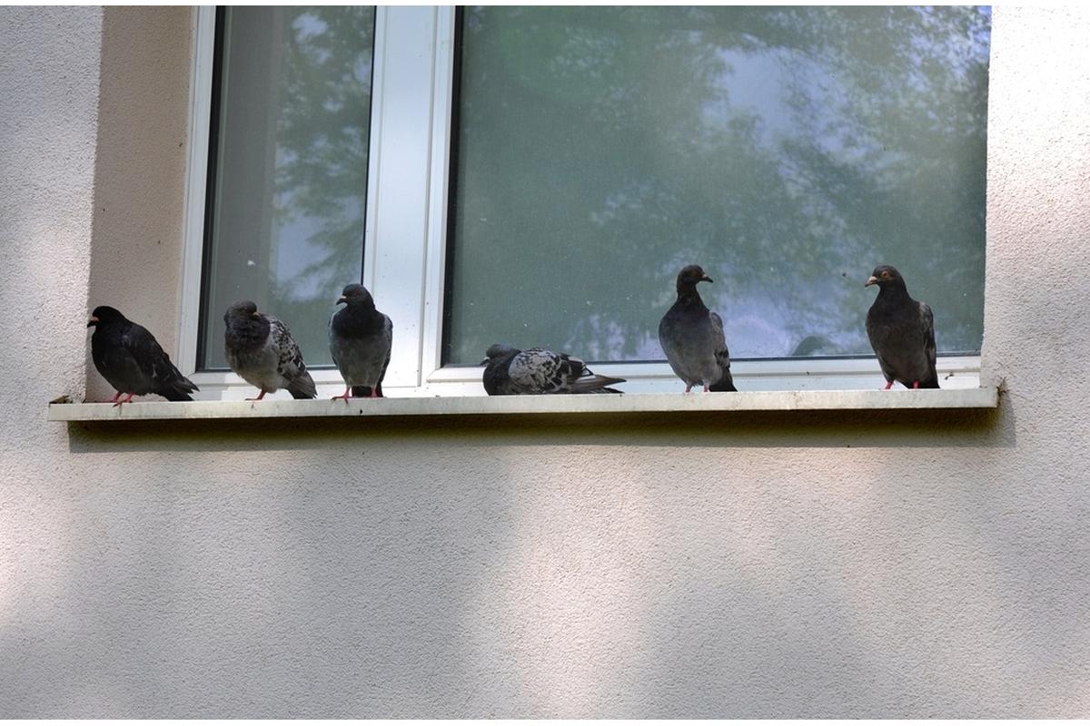 Un balcone urbano con dissuasori per piccioni e piante rigogliose, protetto da reti discrete.