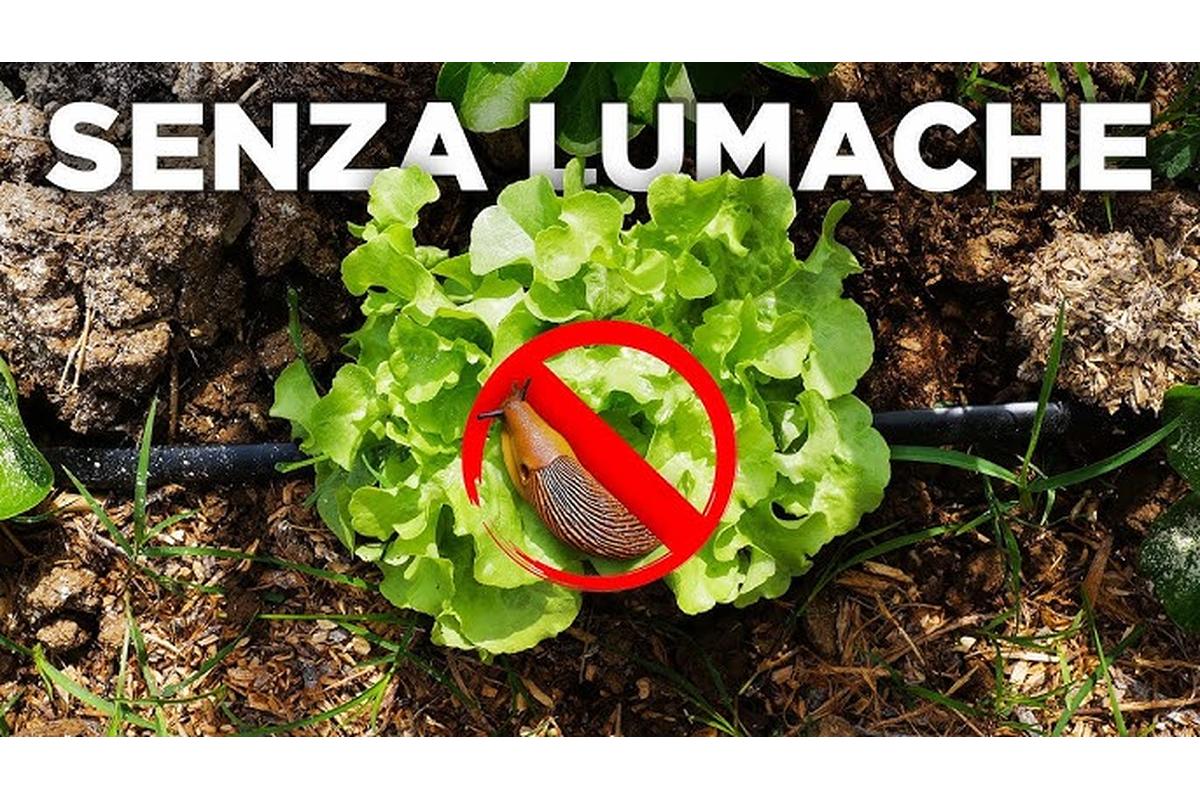 Lumache nel giardino, metodi naturali per proteggere le piante in modo efficace e sostenibile.